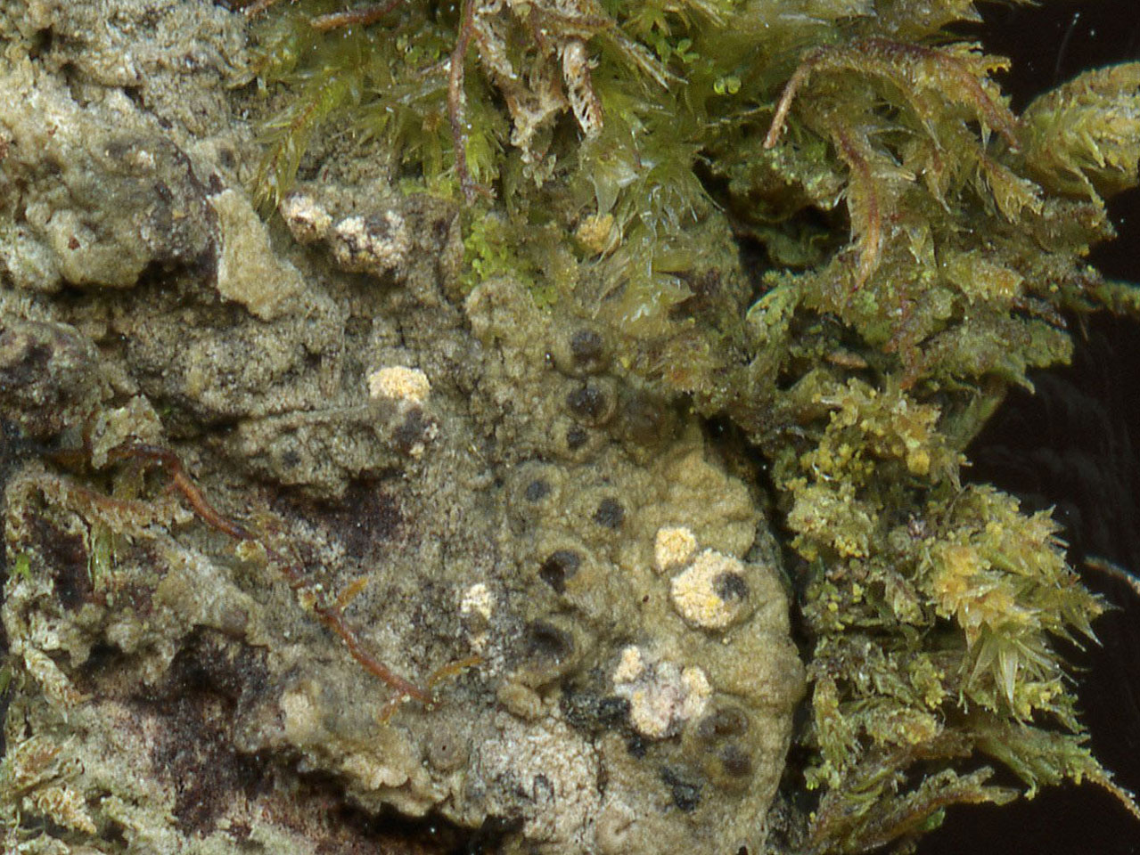 Thelopsis corticola, fertile, Nannau, Meirionnydd