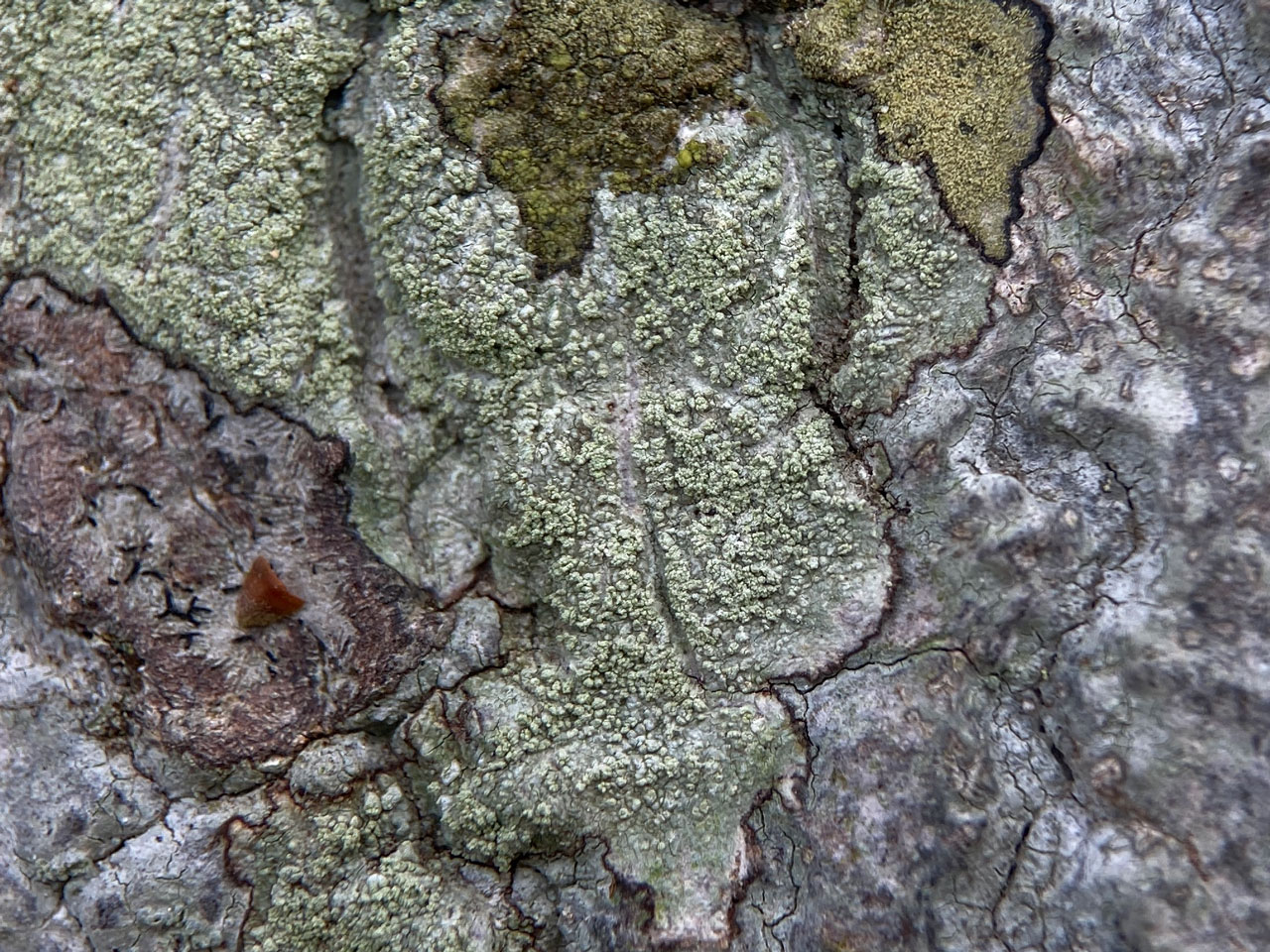 Ochrolechia microstictoides, Beech, Rushpole Wood, New Forest