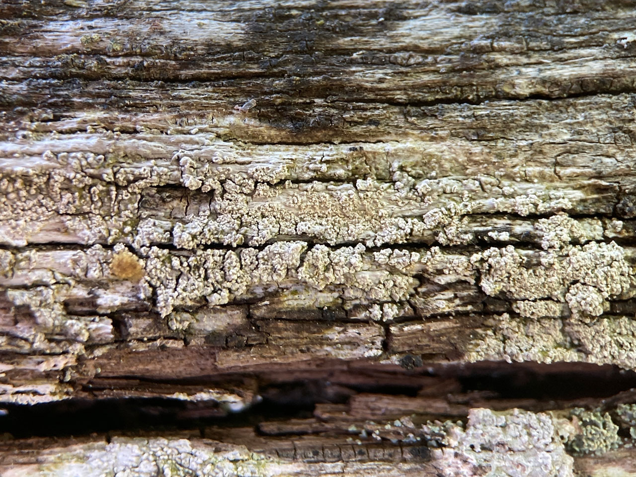 Ochrolechia microstictoides, Oak lignum, Yewtree Hill, New Forest