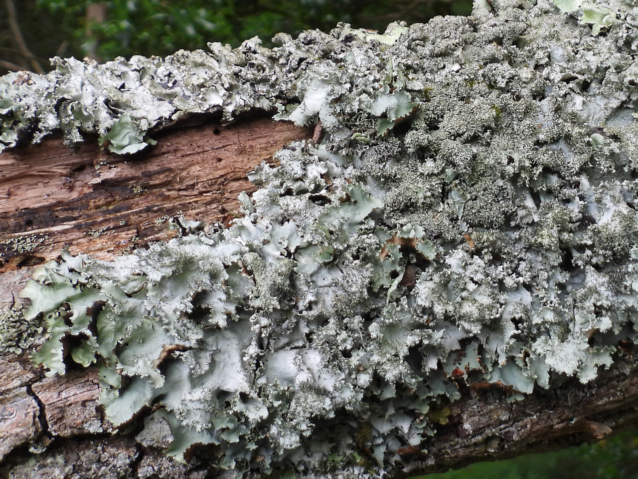 Parmotrema crinitum, Oak branch, Busketts Wood, New Forest