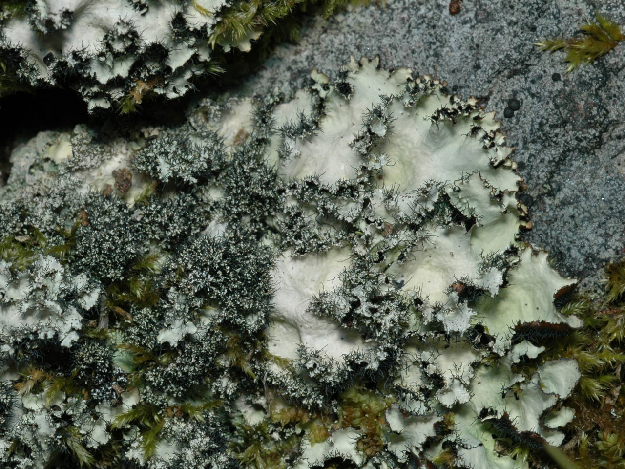 Parmotrema crinitum, on boulders at base of sea cliff, Isle of Arran, 