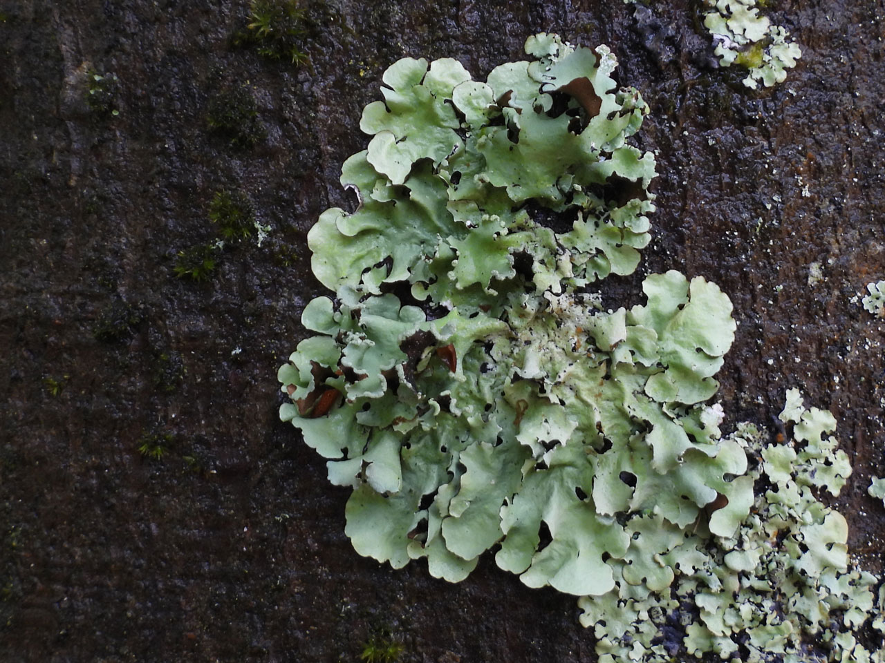 Parmotrema perlatum, Beech, Canterton, New Forest