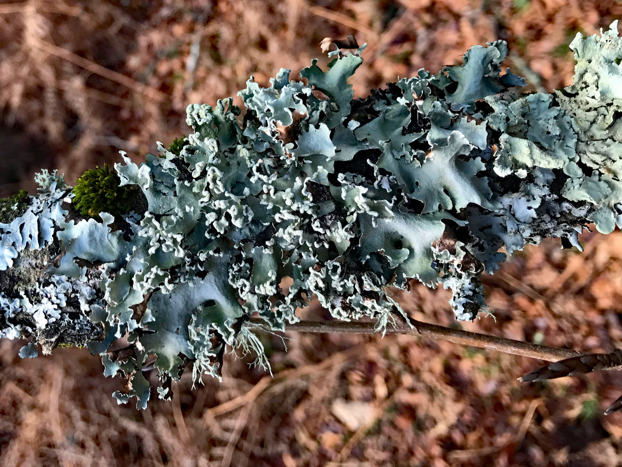 Parmotrema pseudoreticulatum, Beech twig, Mark Ash Wood, New Forest