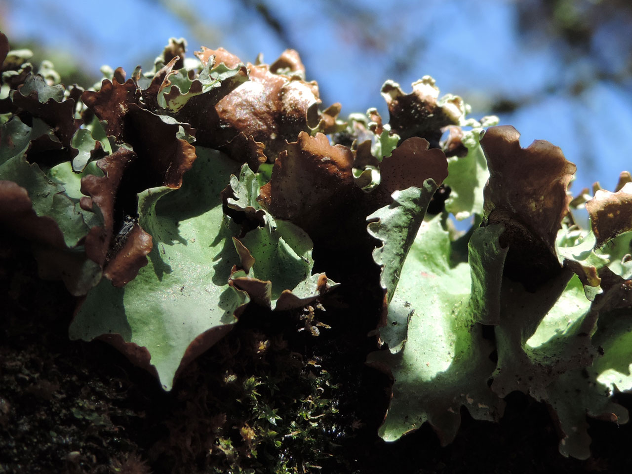 Parmotrema pseudoreticulatum, thallus underside, Beech twig, Mark Ash Wood, New Forest