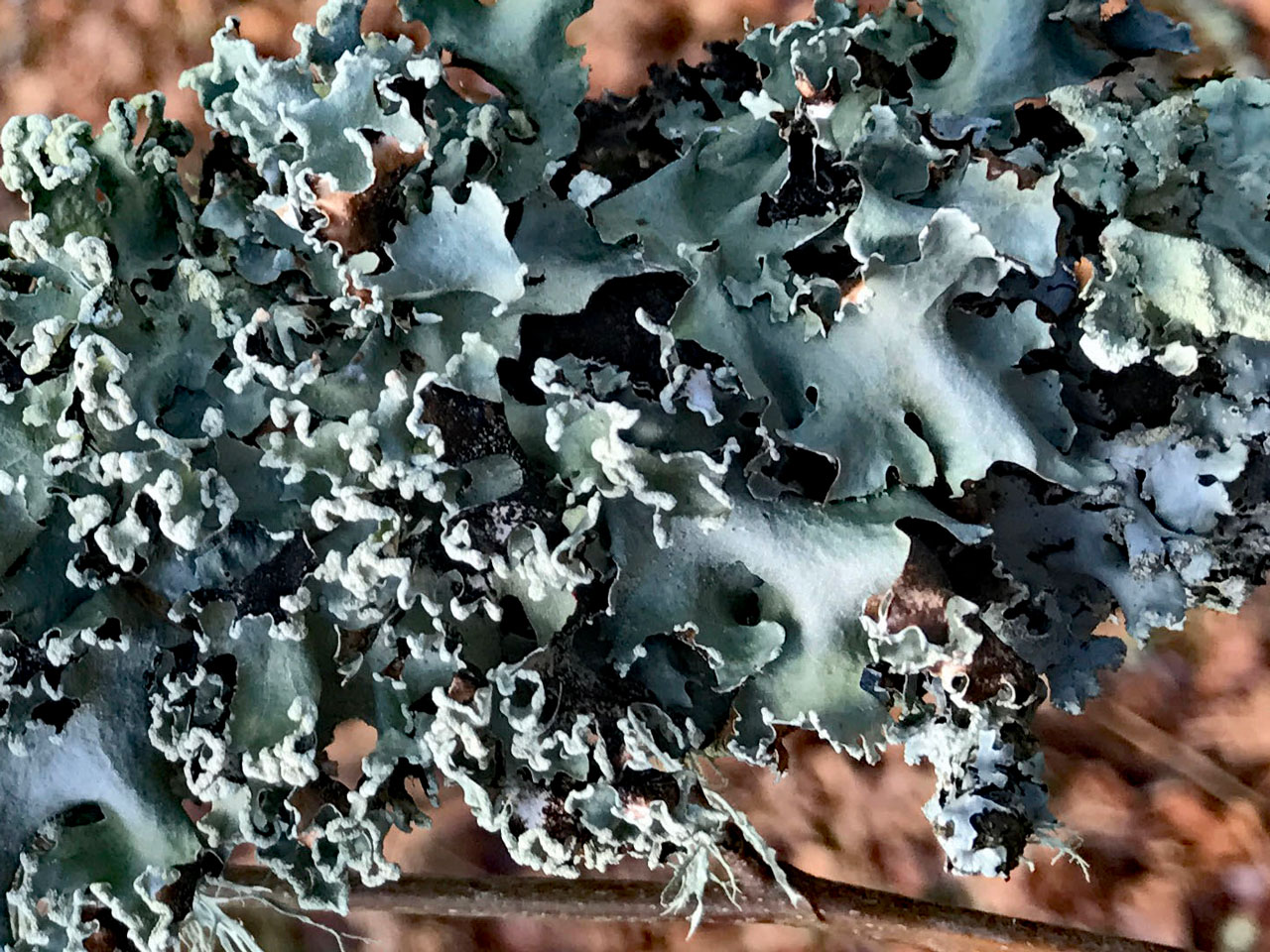 Parmotrema pseudoreticulatum, closer view, Beech twig, Mark Ash Wood, New Forest