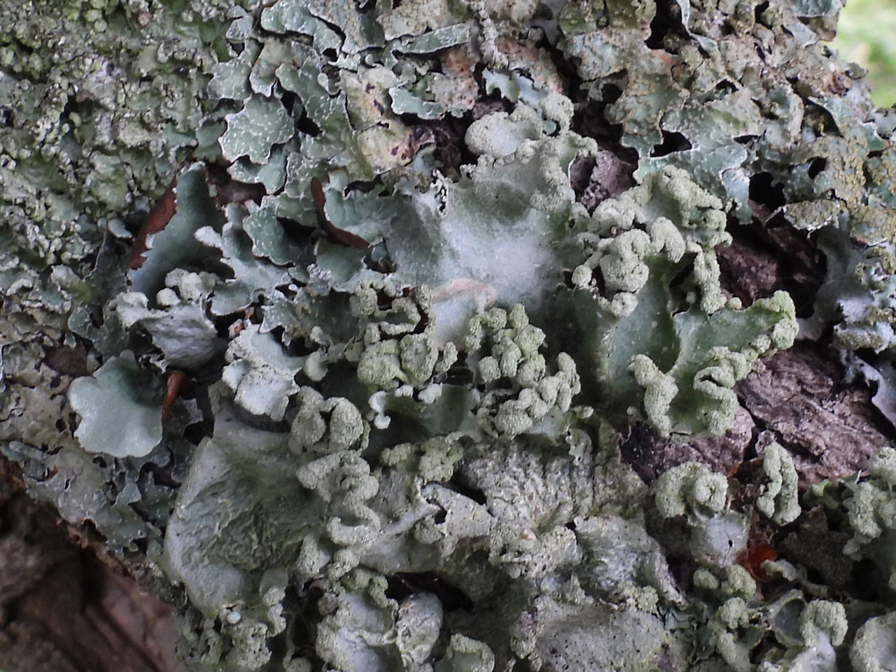 Parmotrema reticulatum, Oak branch, Pinnick Wood, New Forest