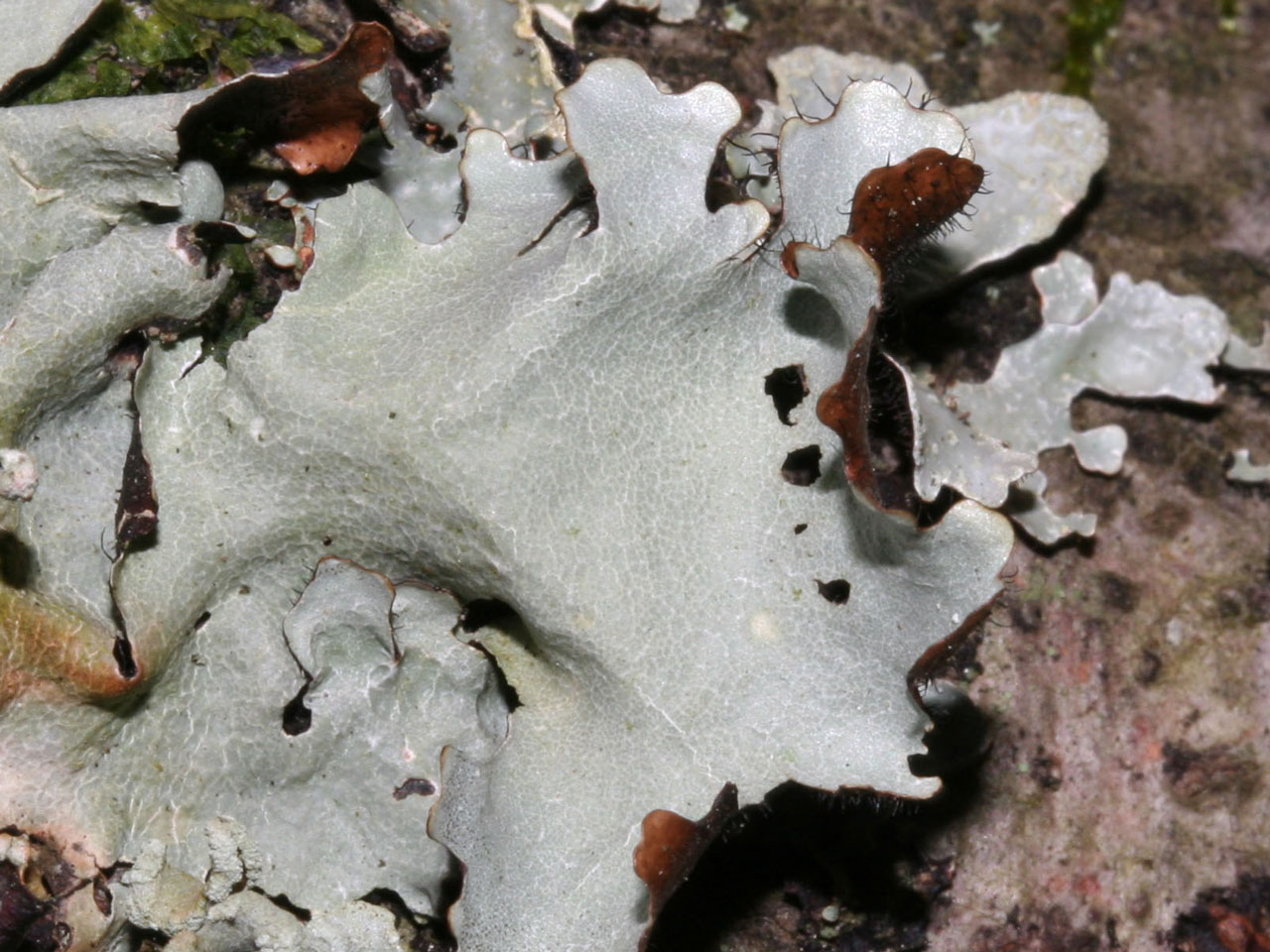 Parmotrema reticulatum, Beech trunk, Wood Crates, New Forest