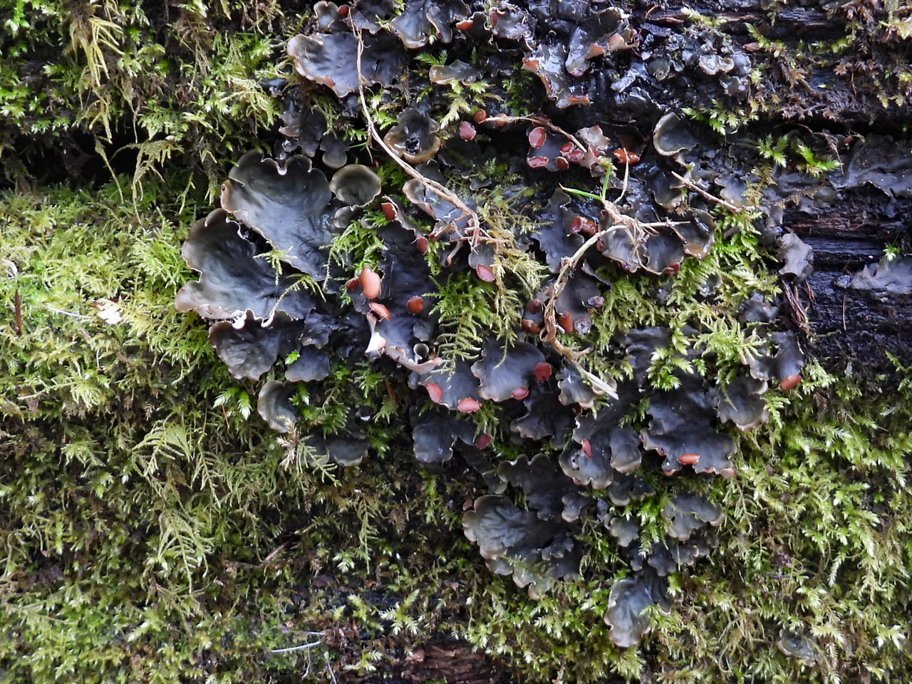 Peltigera horizontalis, fallen Beech, Tantany Wood, New Forest