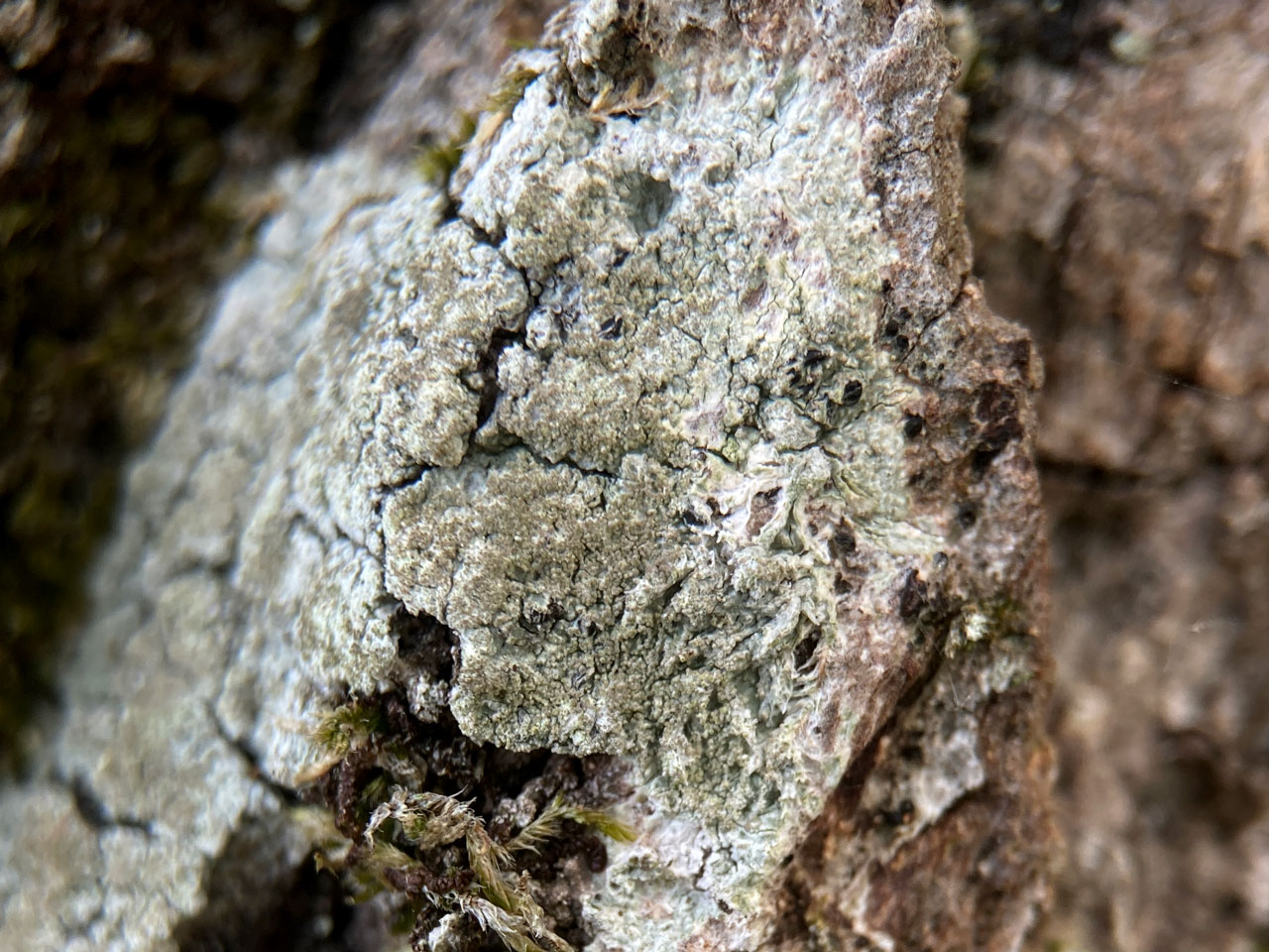 Pertusaria coronata, Oak, Shepherds Gutter, New Forest