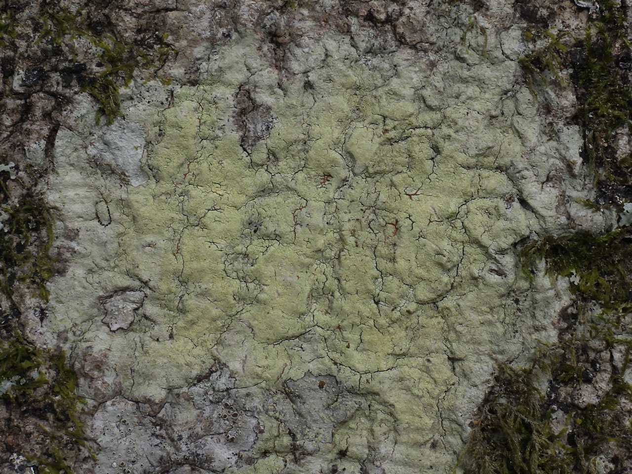 Pertusaria flavida, few isidia, Busketts Wood, New Forest