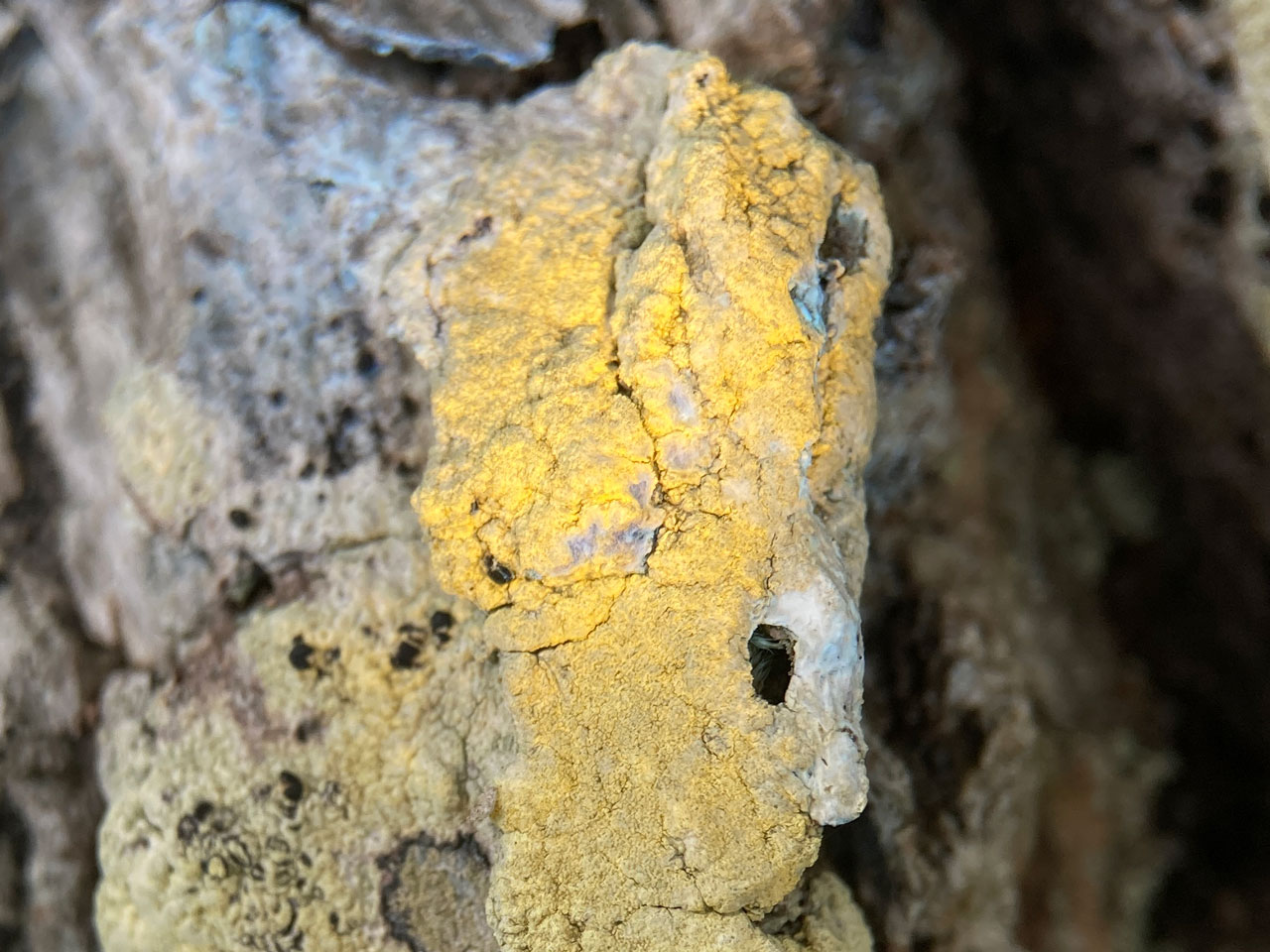 Pertusaria flavida, UV, Shepherds Gutter, New Forest