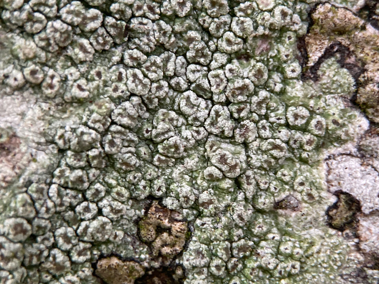 Pertusaria hymenea, Beech, Rushpole Wood, New Forest