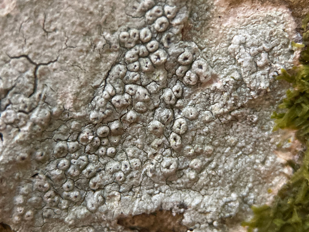 Pertusaria hymenea, Hazel, Woodlands, Hampshire