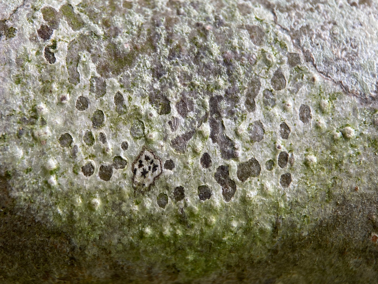 Pertusaria leioplaca, Beech branch, Shepherds Gutter, New Forest
