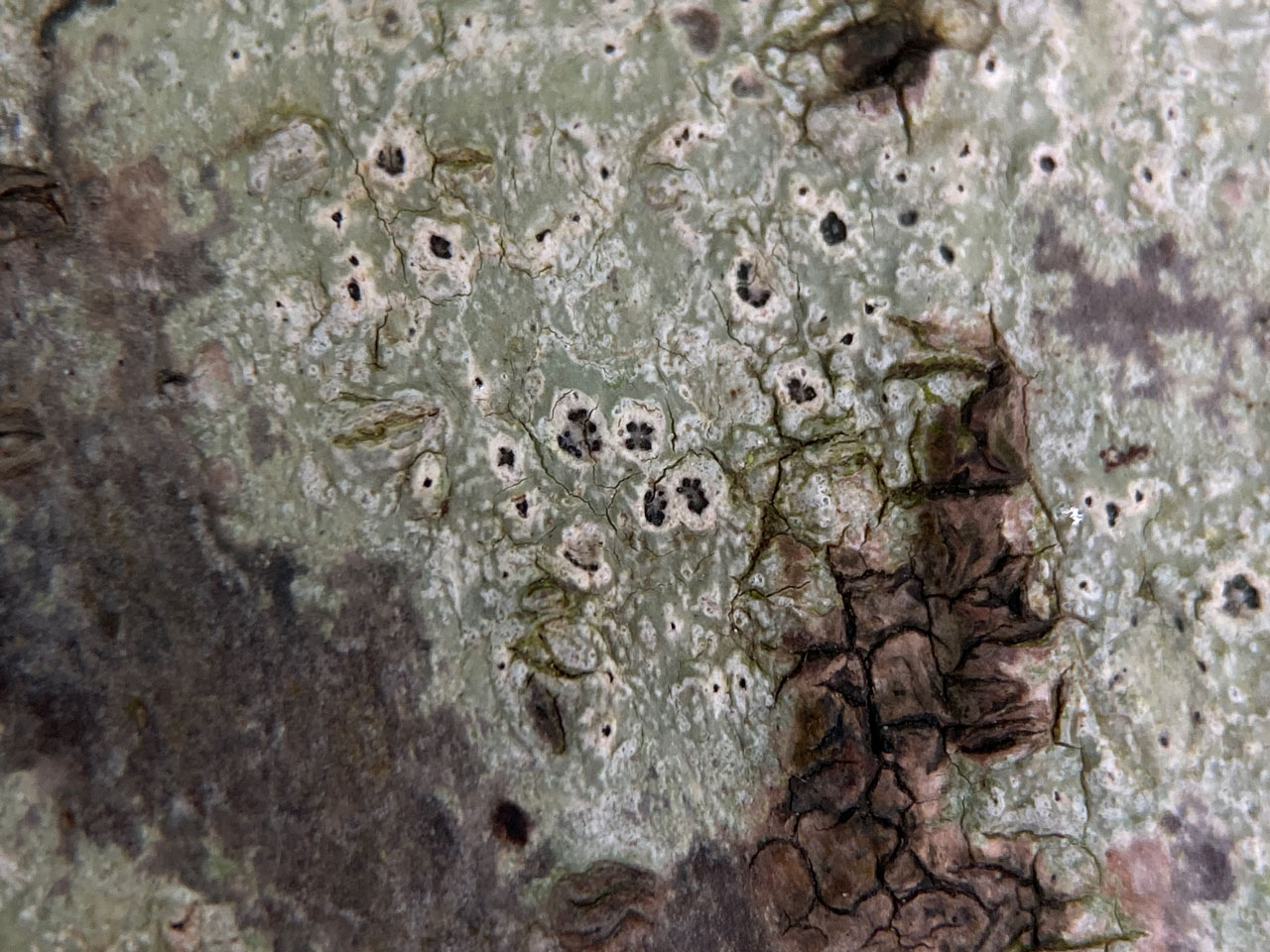 Pertusaria pustulata, Hazel, Stricknage Wood, New Forest