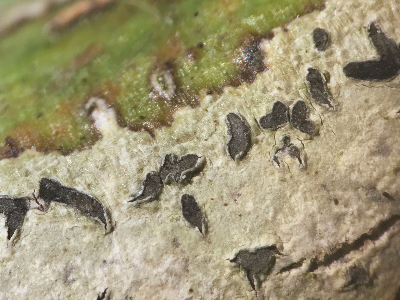 Phaeographis smithii, Japanse Maple, Woodlands, Hampshire