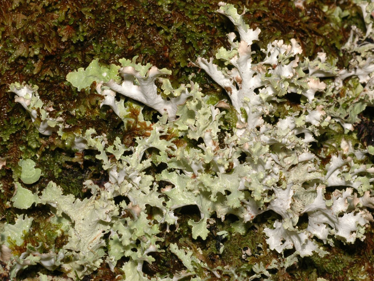 Platismatia glauca, shade morph on mossy oak trunk, Lochaline, Morvern