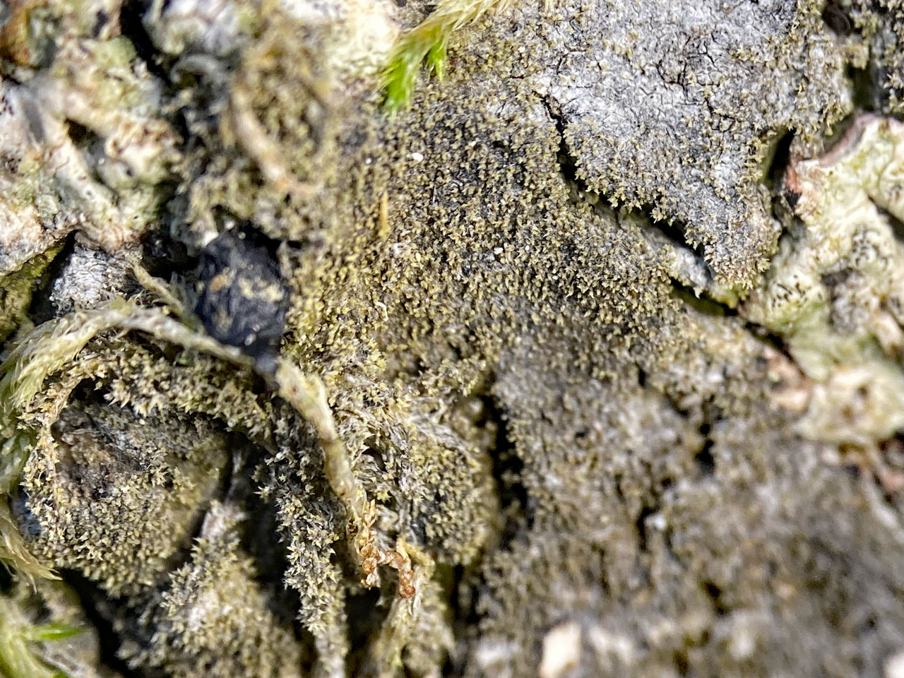 Porina coralloidea, Mark Ash Wood, New Forest
