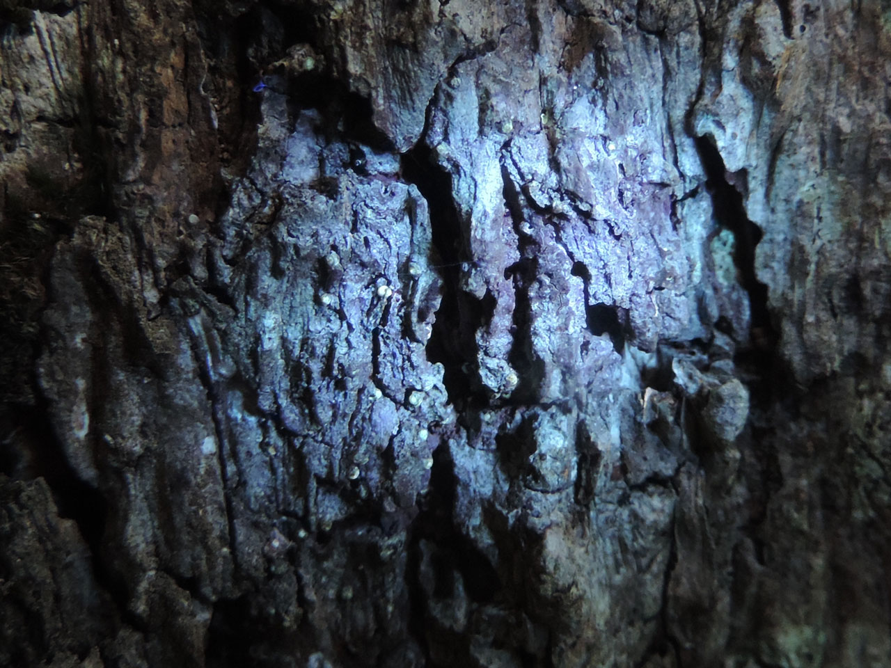 Porina effilata, thallus under UV, Oak, Deer Park, Clovelly, North Devon