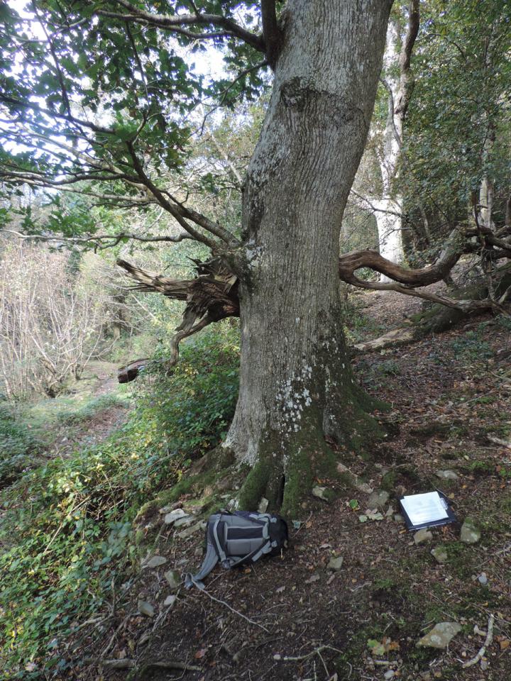 Porina effilata habitat, Oak tree in good habitat, Deer Park, Clovelly, North Devon