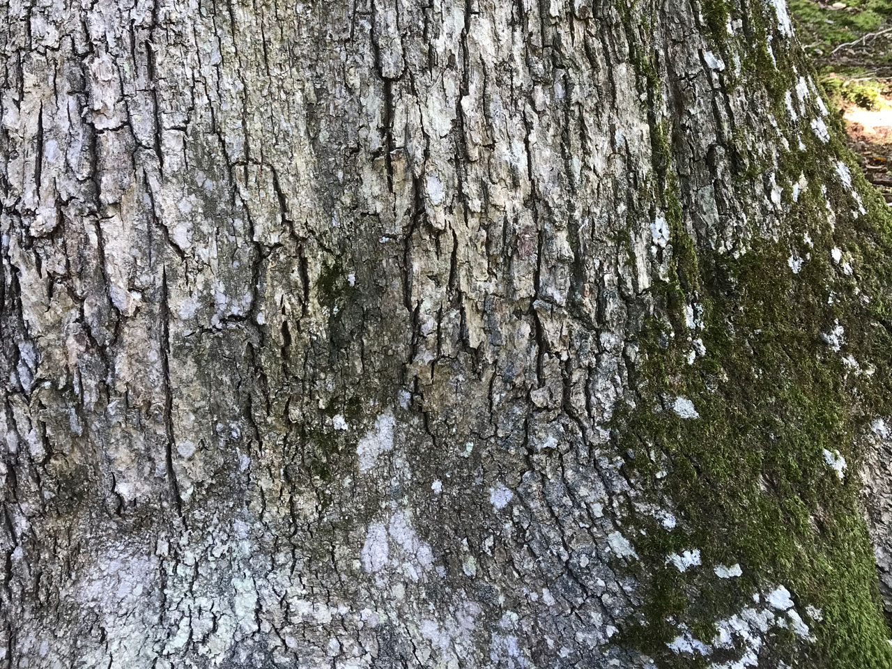 Porina effilata, thallus, Oak, Deer Park, Clovelly, North Devon