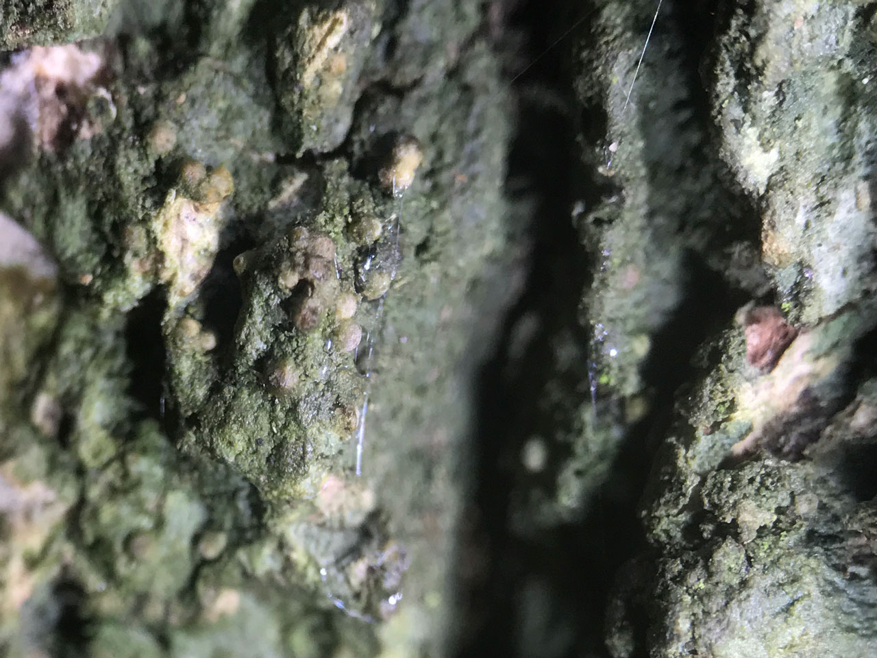 Porina effilata, perithecia, Oak, Deer Park, Clovelly, North Devon
