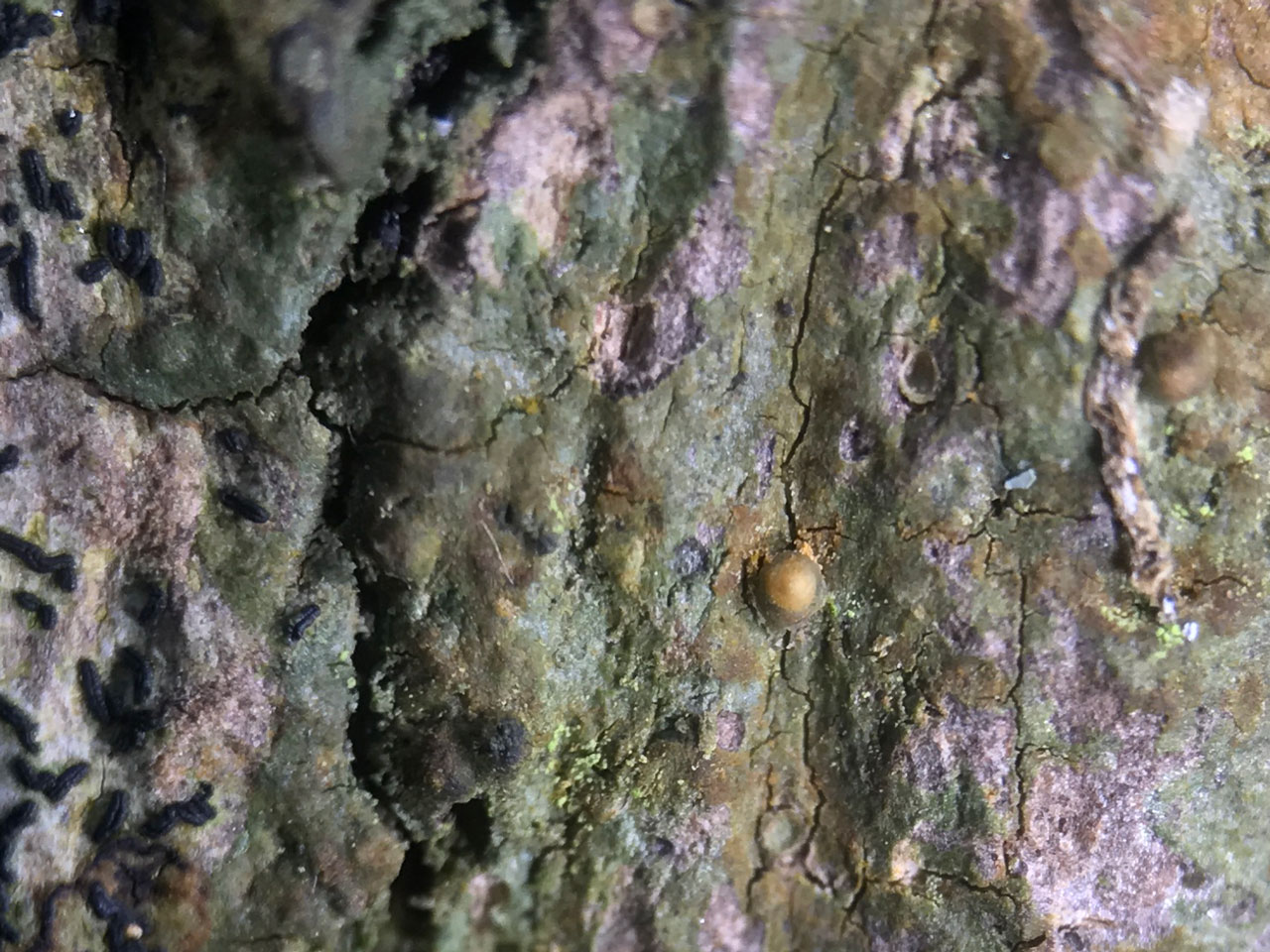 Porina effilata, perithecium, Oak, Deer Park, Clovelly, North Devon