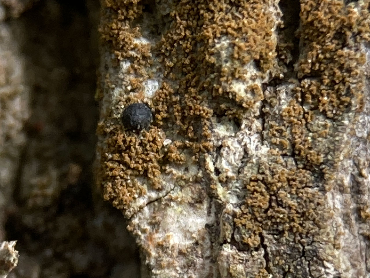 Porina hibernica, perithecia, Oak, Denny Wood, New Forest