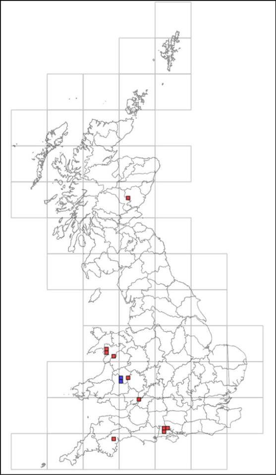 Porina rosei, distribution, Britain