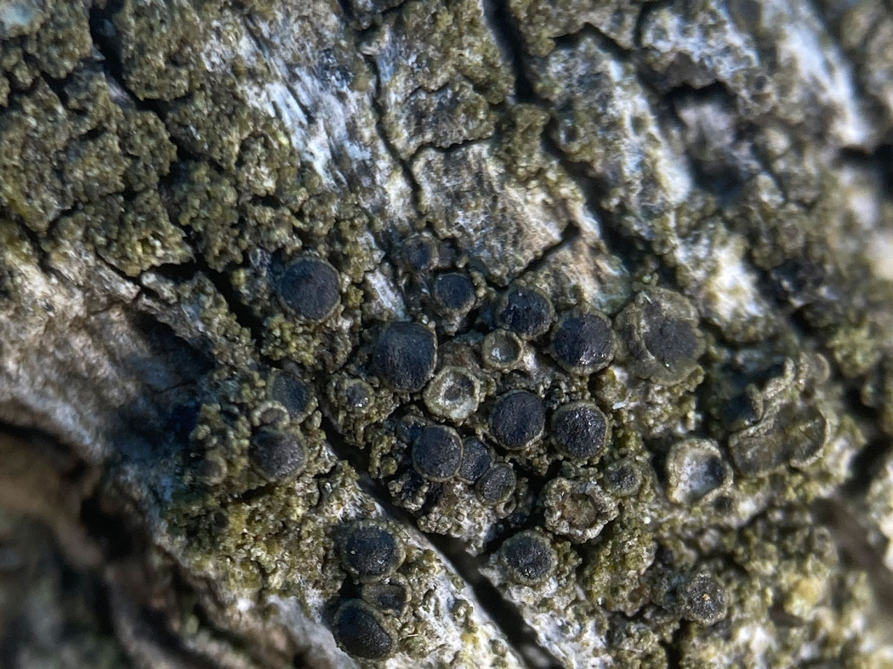 Protoparmelia oleagina, Oak lignum, Eridge Park, Sussex
