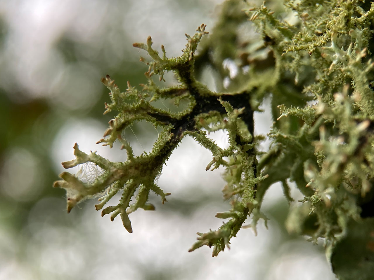 Pseudevernia furfuracea var. ceratea, Birch twig, Busketts Wood, New Forest