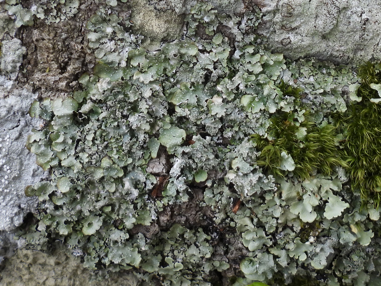 Punctelia reddenda, Beech, Rushpole Wood, New Forest