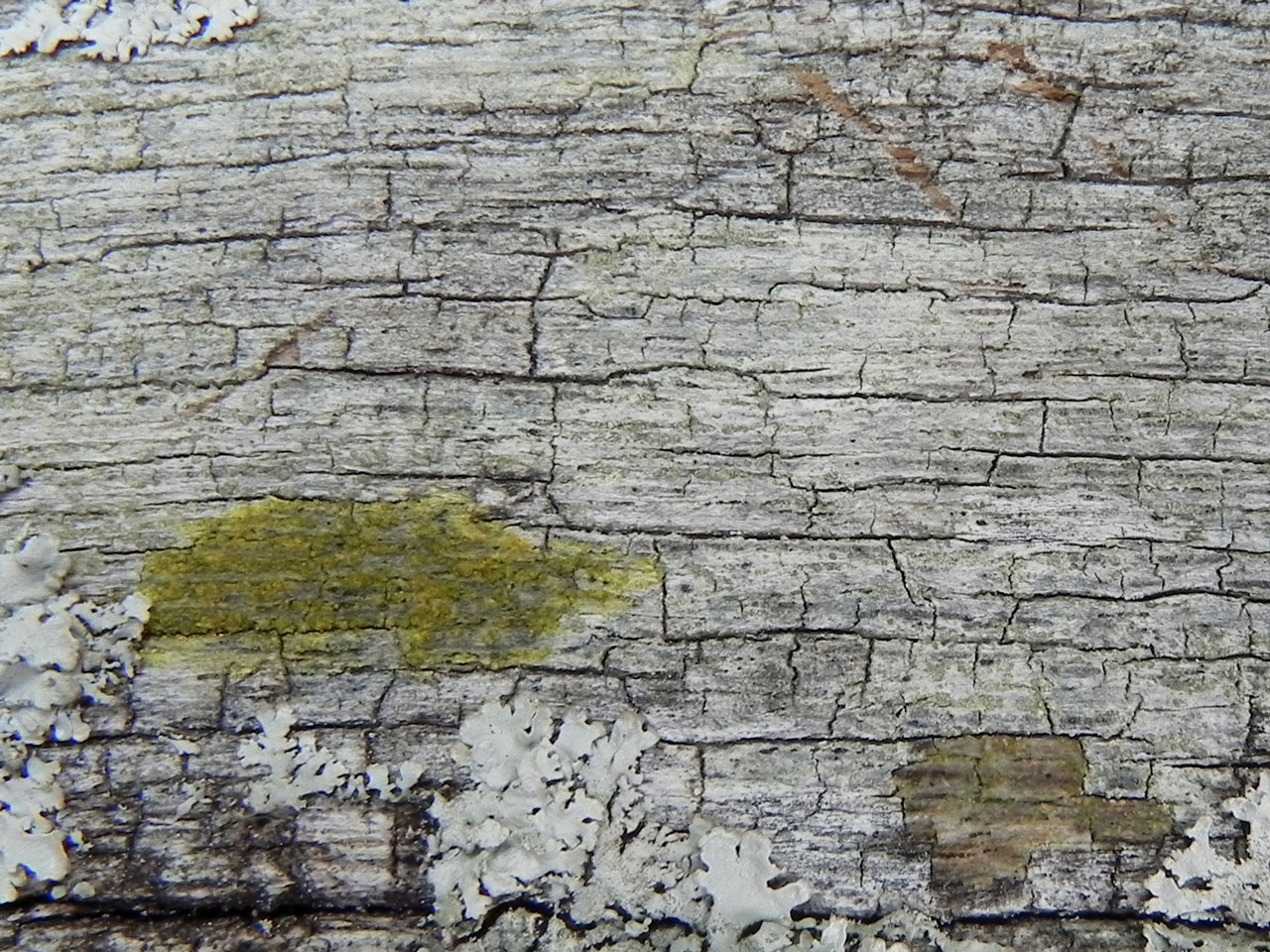 Pycnora sorophora, Pd+ yellow, C+ red, Oak lignum, Mallard Wood, New Forest