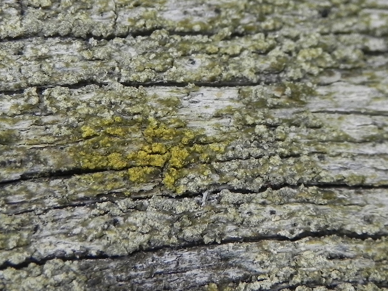 Pycnora sorophora, Pd+ yellow, Oak lignum, Mallard Wood, New Forest