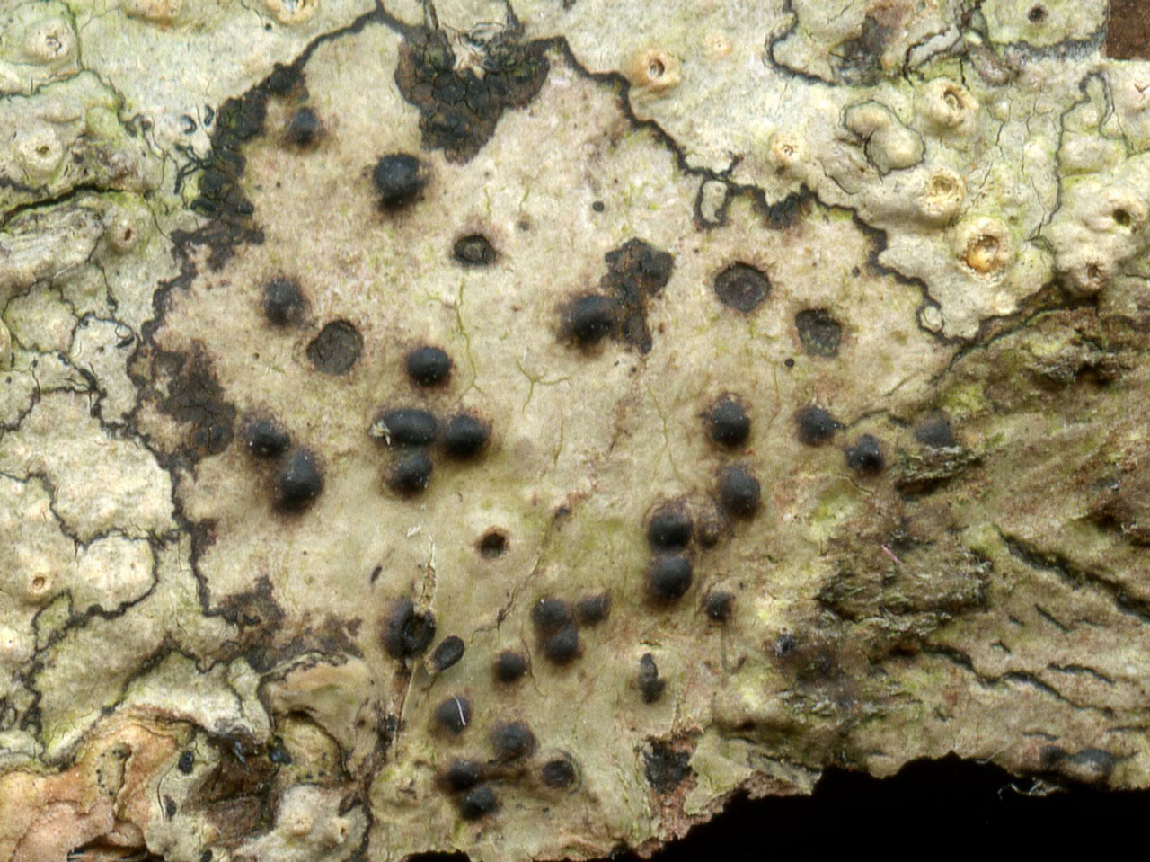 Pyrenula acutispora, Parc Dolmelynllyn, Meirionnydd