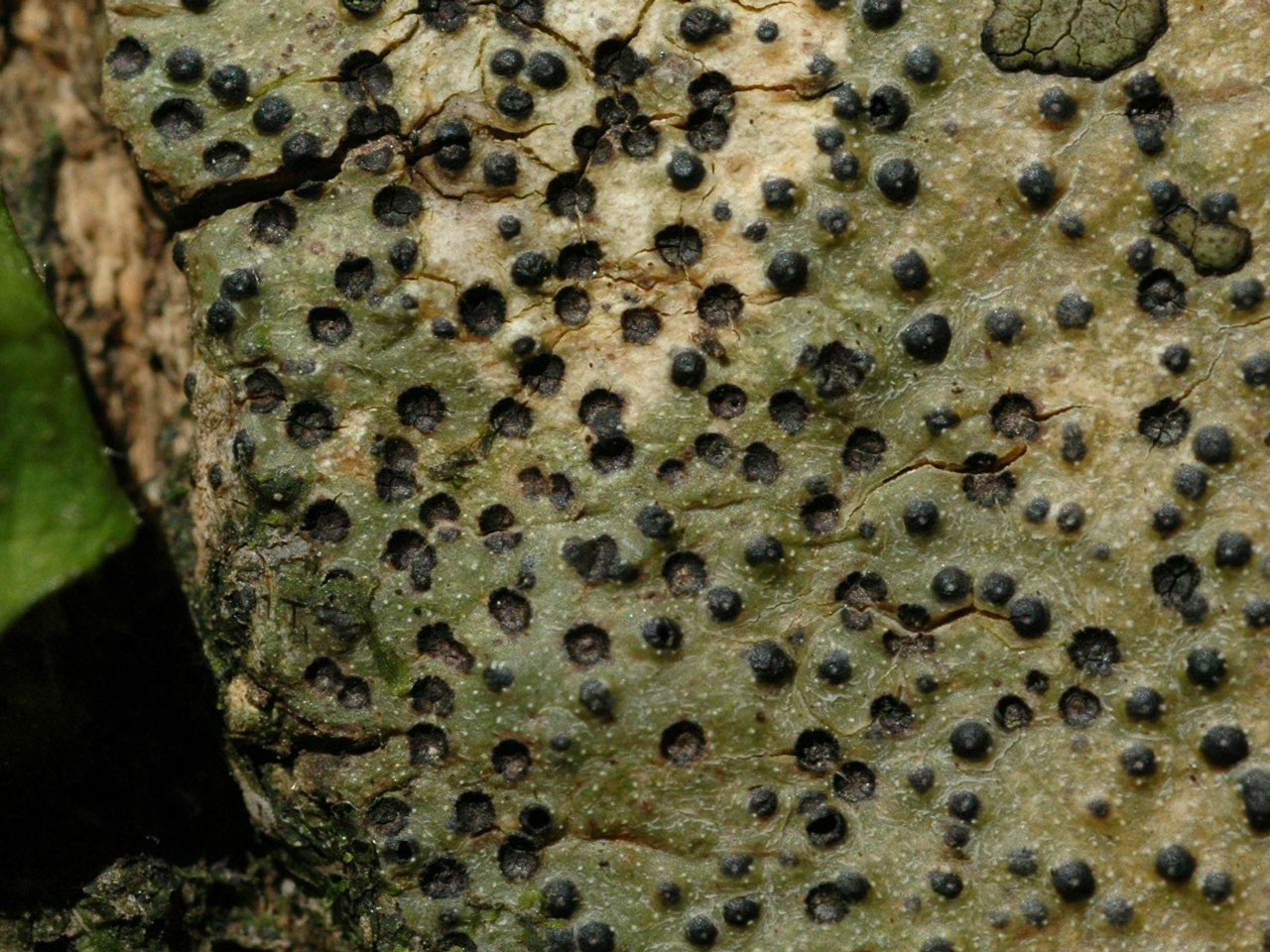 Pyrenula macrospora, on Sycamore in dense woodland, Ilfracombe, Devon