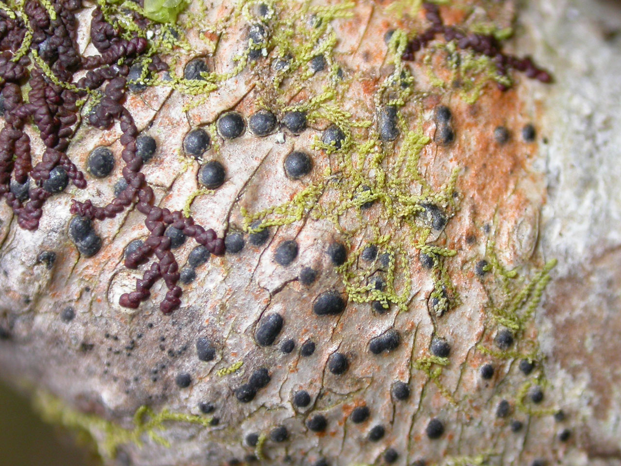 Pyrenula occidentalis, on Ash, Lochaline, Argyll, Scotland