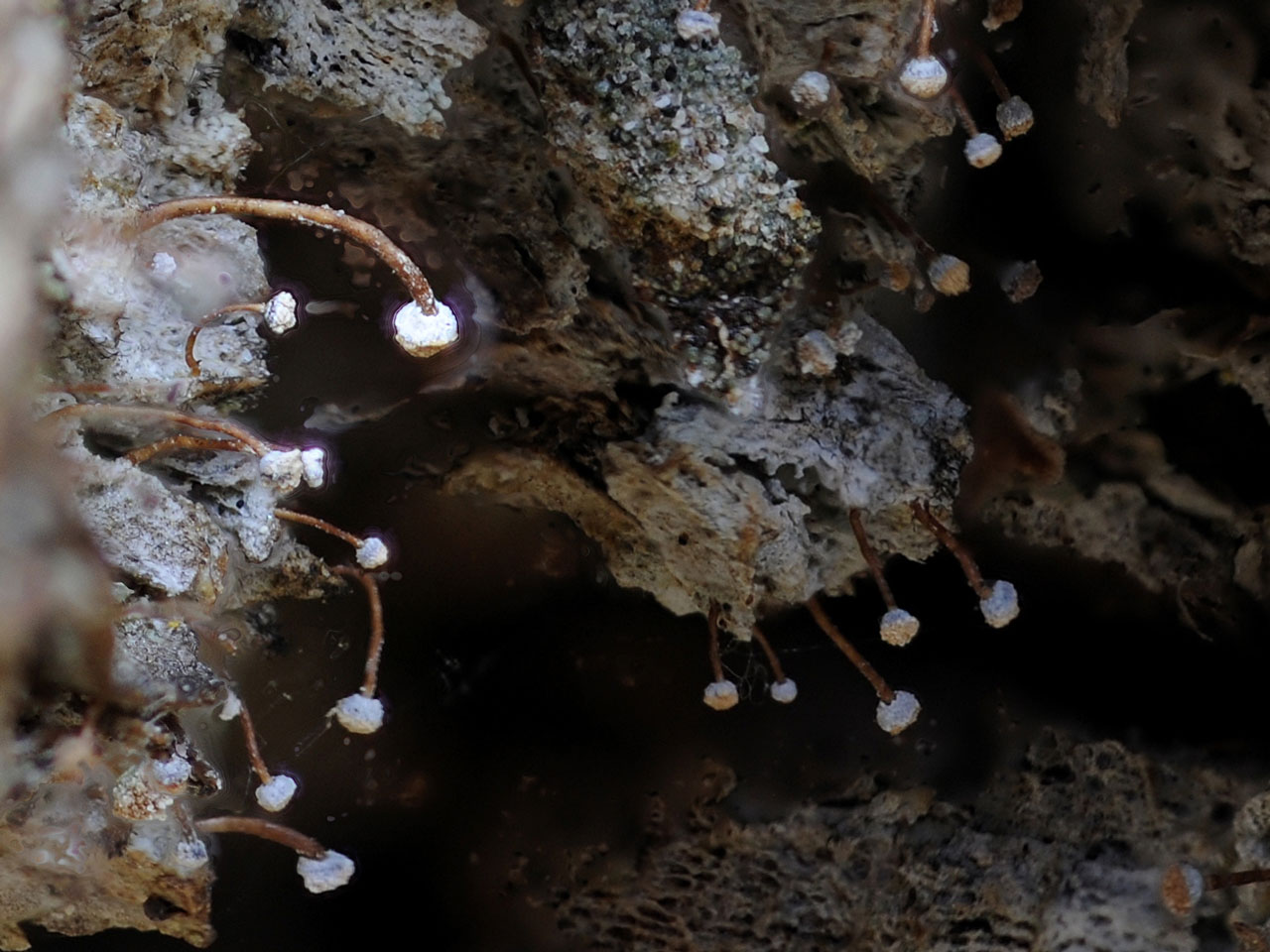 Sclerophora farinacea Norway, closer view  © E Timdal