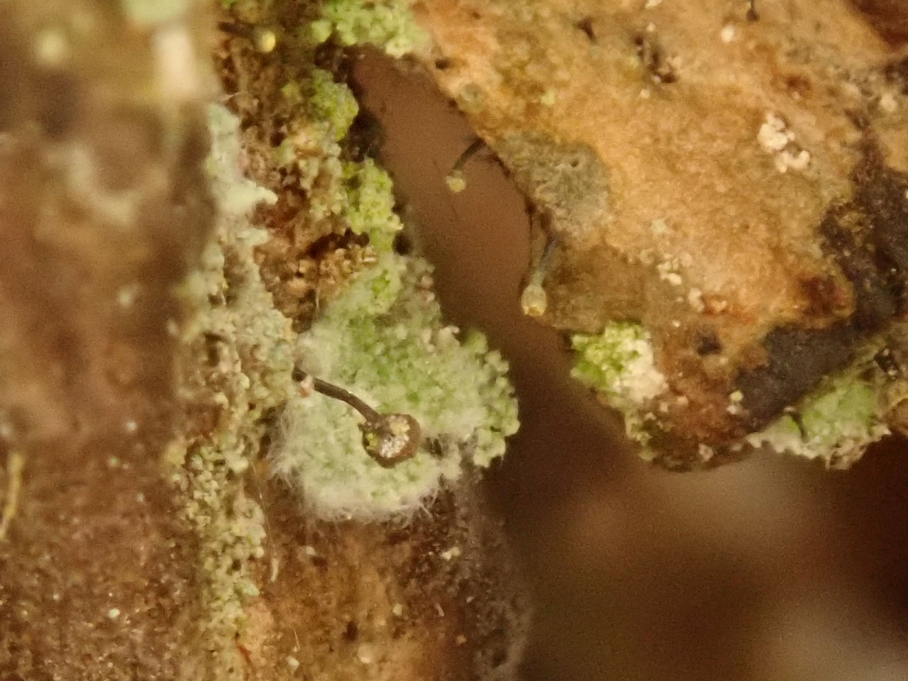 Sclerophora farinacea, Maple, Monks Wood NNR