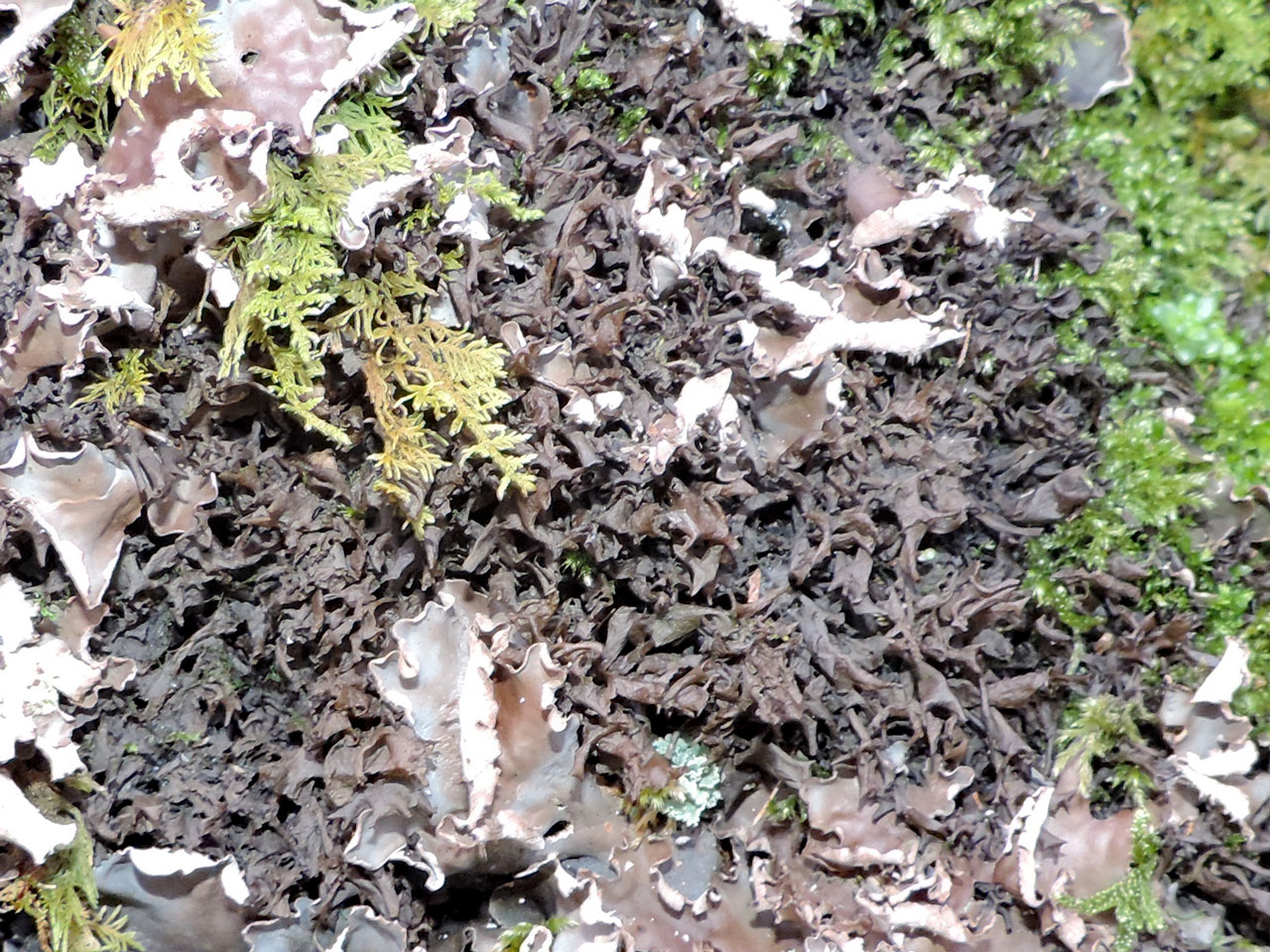 Scytinium palmatum, damp rock in pasture woodland, Hafod-y-Llan, Caernarvonshire