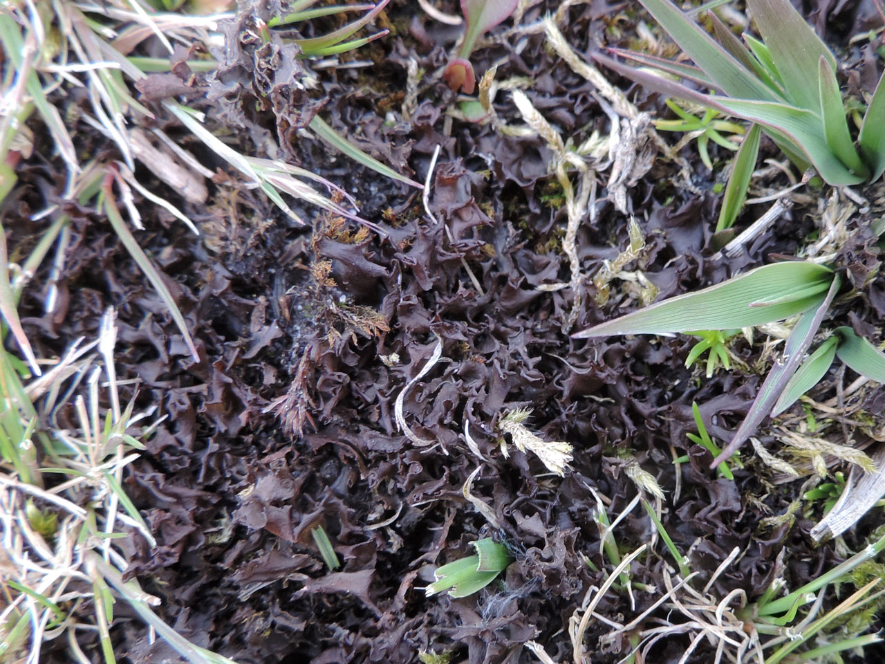 Scytinium palmatum, parched acid grassland, West Wellow Common, New Forest, South Wiltshire