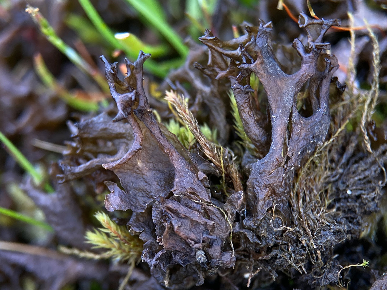 Scytinium palmatum, parched acid grassland, Fritham Plain, New Forest