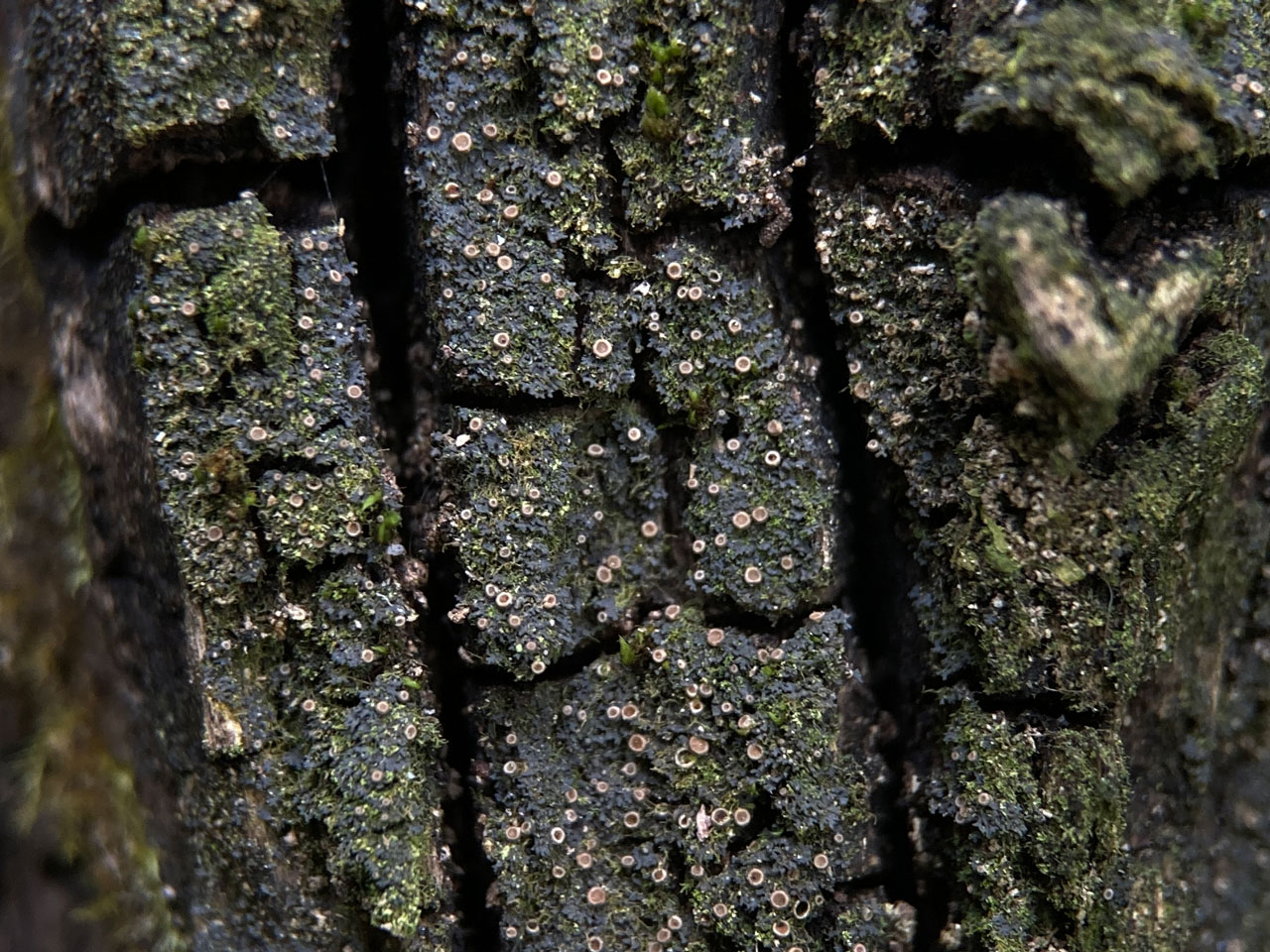Scytinium subtile, Holly lignum, Tantany Wood, New Forest
