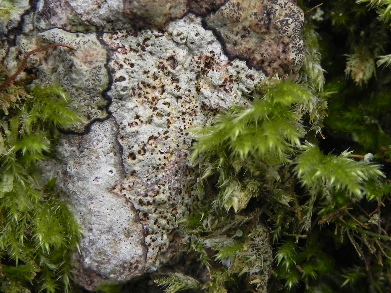 Skyttea nitschkei on Thelotrema lepadinum, Oak, Mallard Wood, New Forest