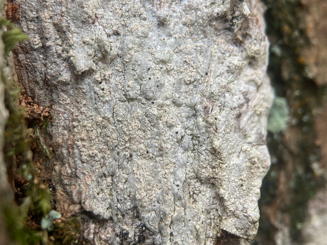 Snippocia nivea, Oak, Hollands Wood, New Forest