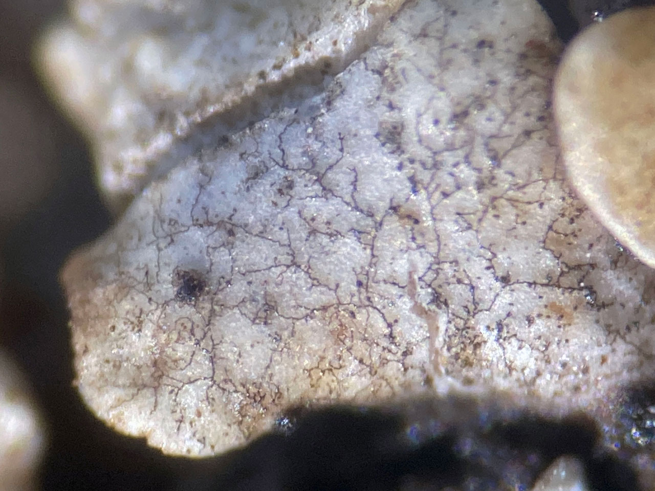 Sphaerellothecium cladoniae & Sclerococcum cladoniae on Cladonia angustiloba, Clogher Head, Dingle, South Kerry 