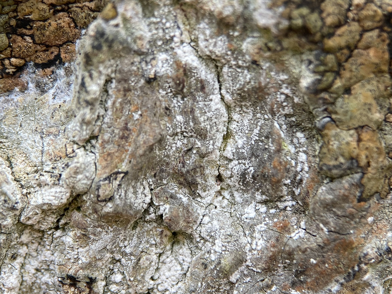 Sporodophoron cretaceum, old Beech, Rufus Stone, New Forest