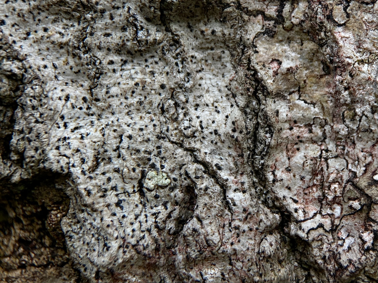 Strigula tagananae, pycnidia, Beech, Busketts Wood, New Forest