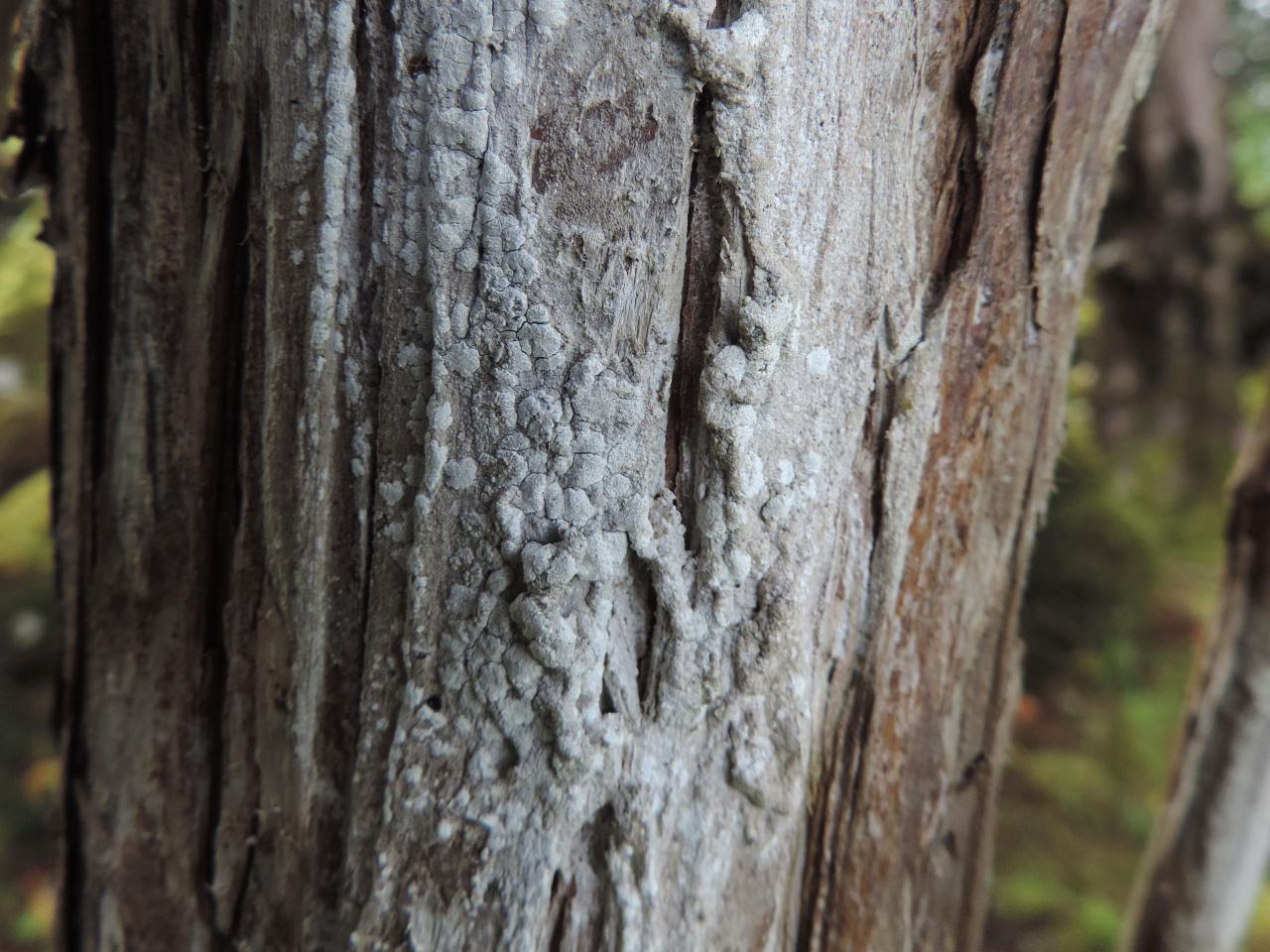 Syncesia myrticola m. mytricola, lignum on Yew, Reenadinna Wood, Muckross Peninsula, Killarney  