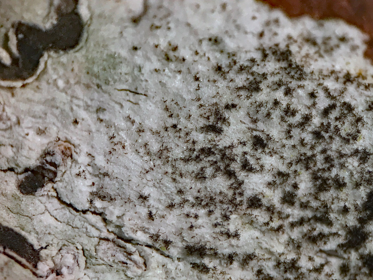 Teniolella cf hawksworthiana on Phaeographis denticulata, Beech, Hinchesley Wood, New Forest